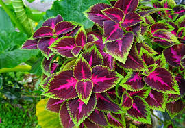 Image result for Coleus rhodesianum