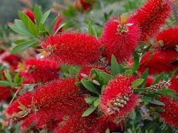 Image result for Callistemon