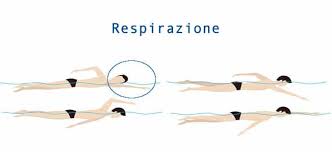 Evoluzione temporale della tecnica dello stile libero nel nuoto. Tecnica Stile Libero Crawl Come Nuotare Bene A Stile Libero