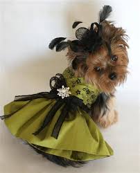 This Cutie Pie Reminds Me Of The Lady In The Movie Clue Fancy Dog Dog Clothes Patterns Yorkie