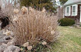 Smooth hydrangeas will produce much larger blooms if. Solving The Hydrangea Puzzle Unh Extension