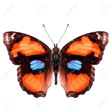 After you have read this, the color combination will be … and often incorporated shades of blue, which is orange's complement. Close Up Of Fancy Orange Butterfly With Blue Spots Isolated On White Background Stock Photo Picture And Royalty Free Image Image 35716710