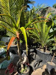 Image result for Aloidendron barberae