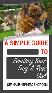 Simple Guide To Feeding A Raw Diet German Shepherd