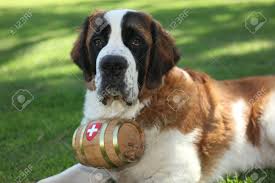 3 beautiful saint bernard puppies left! Saint Bernard Puppy Dog Outdoors In The Grass Stock Photo Picture And Royalty Free Image Image 10128542
