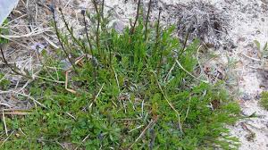 Image result for Oldfieldia