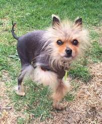 Pomeranian Bsd Black Skin Disease Alopecia X Pomeranian Puppy Pomeranian Facts Dog Behavior