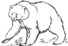 Brown bear, brown bear, what do you see? Hairy Brown Bear Coloring Pages Best Place To Color