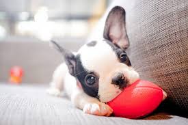 Resultado de imagen de dog
