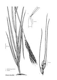 Image result for Oryza barthii