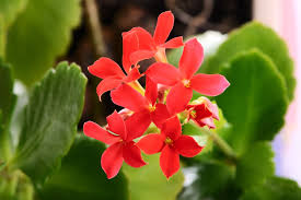 Image result for Kalanchoe rotundifolia