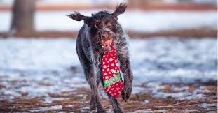 Image result for slovenský ohař hrubosrstý