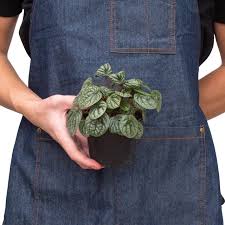 Image result for Peperomia bangroana