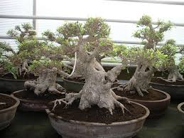 Beginners can enjoy a tree allowed. Tropical Bonsai Trees Indoor Bonsai Swindon District Bonsai