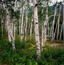 White Birch Trees For Sale Near Me Tree Pictures Deciduous Trees Tree Seeds Birch Trees For Sale