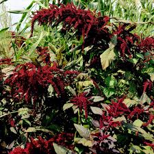 Image result for Amaranthus cruentus