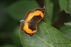 Image result for Crepidorhopalon namuliensis