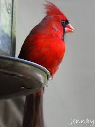 Bird With Red Neck Cardinal Red Bird Tattoos Red Birds Bird