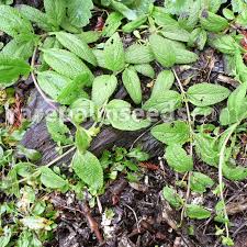 Image result for Achyrospermum aethiopicum