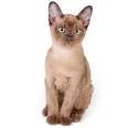Burmese Kittens For Sale by Reputable Breeders | Pets4You