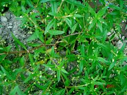 Image result for Agathisanthemum