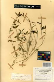 Image result for Oldenlandia goreensis