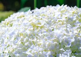 If you are interested in bulk flowers for your business or for any other purpose bunchesdirect is here at your service. List Of Popular Dried Flowers The Flower Expert 45 Flowers Encyclopedia