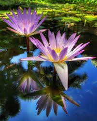 Image result for Nymphaea nouchali