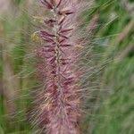 Image result for Cenchrus polystachios