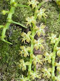 Image result for Tridactyle filifolia