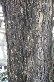 Image result for Cleistanthus