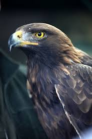 Eagle Birds Of Prey Animals Untitled Birds Of Prey Animals Beautiful Eagles