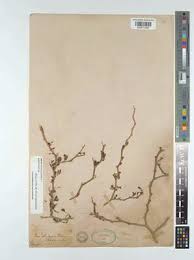 Image result for Alantsilodendron pilosum