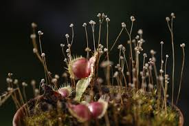 Image result for Utricularia subulata