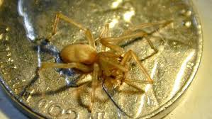 Image result for yellow sac spider bite skin