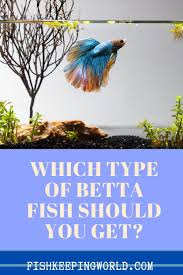 Types Of Betta Fish 2020 Which Is The Perfect One For You In 2020 Betta Fish Types Betta Fish Care Betta Fish Tank