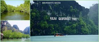Board a long boat for a fishing trip, casting your line over the water, then releasing anything you catch back into the. Mangrove Tour Langkawi Package Book Now For Special Price