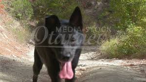 Browse thru belgian malinois puppies for sale near denver, colorado, usa area listings on puppyfinder.com to find your perfect puppy. Young Black Malinois Dog In The Forest Belgian Shepherd Slow Motion Youtube