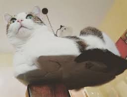 As you can already tell, cats in, on, and around glass are very cute. 21 Photos Of Cats Sitting On Glass Tables Please Disregard Twistedsifter
