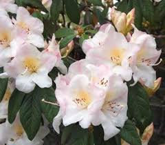 Plant Descriptions Hybrid Rhododendrons Rhododendron Plant Rhododendron Azaleas