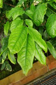 Image result for Rauvolfia nana