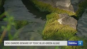 Cherry creek regional trail spans 40 mi. Algae Forces Closure Of Cherry Creek State Park Swim Area 9news Com