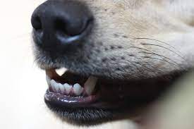 Dog Teeth Chattering What It Means For Your Pet