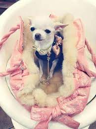 I M Fabulous Cute Chihuahua Very Cute Dogs Chihuahua Love