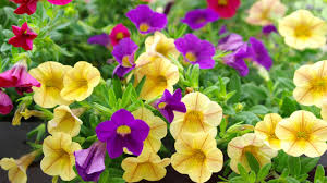 Image result for foto surfínie