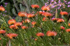 Image result for Leucospermum