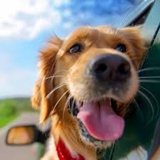Welcome to cutepuppies.net, you have found the best source for cute puppy pictures online. Really Cute Puppies Posts Facebook