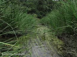 Image result for Potamogeton octandrus