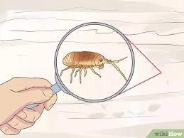If your yard is infested with sand fleas and you have no idea how to remove them then keep reading, as i will be giving you useful tips on how to get rid of sand fleas. 3 Ways To Get Rid Of Sandfleas Wikihow
