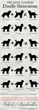 Poodle mixes have become ever more popular. Prejudoodles Shedding Info Doodle Puppy Pregnant Dog Labradoodle Vs Goldendoodle